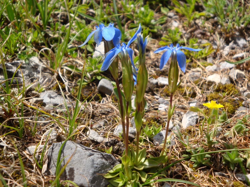 Gentiana verna o rostanii?